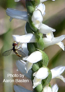 nodding ladies'-tresses-44