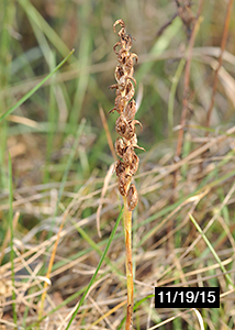 nodding ladies'-tresses-48