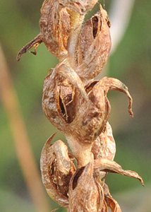 nodding ladies'-tresses-49