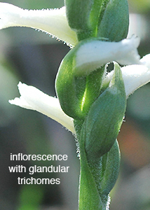 nodding ladies'-tresses-5