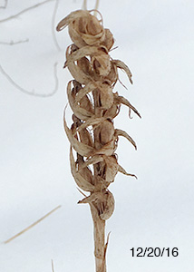 nodding ladies'-tresses-53