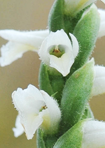 nodding ladies'-tresses-7