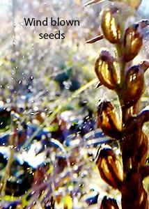 nodding ladies'-tresses-81