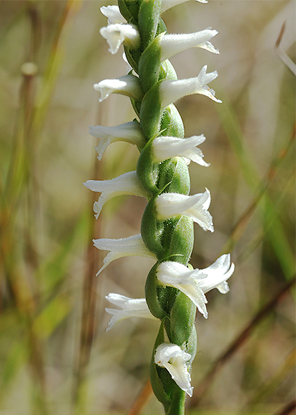 sphinx ladies'-tresses phinixS ladies'-tresses