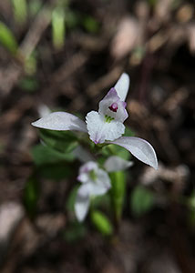 Nodding pogonia-2