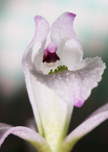 Nodding pogonia-3