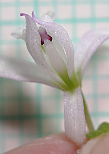 Nodding pogonia-4