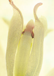 Nodding pogonia-5