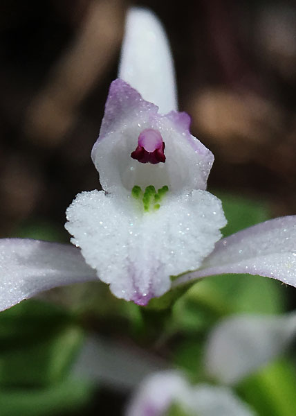 Nodding pogonia