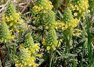 Canada lousewort