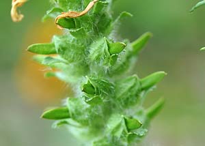 Canada lousewort