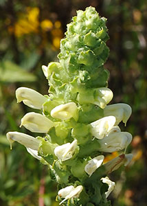 swamp lousewort-1