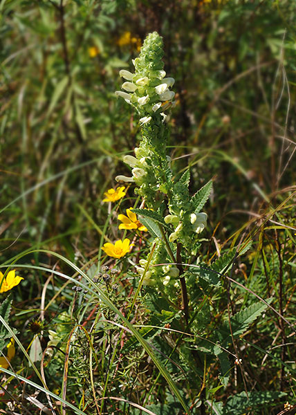 swamp lousewort