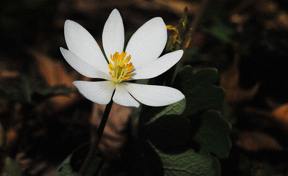 Bloodroot-1