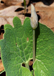 Bloodroot-2