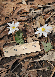 Bloodroot-3