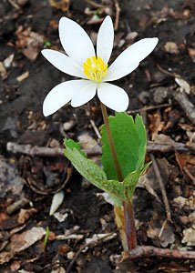 Bloodroot-4