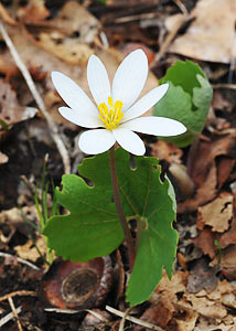 Bloodroot-5