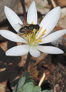 Bloodroot-7