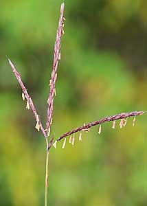 Big bluestem-1