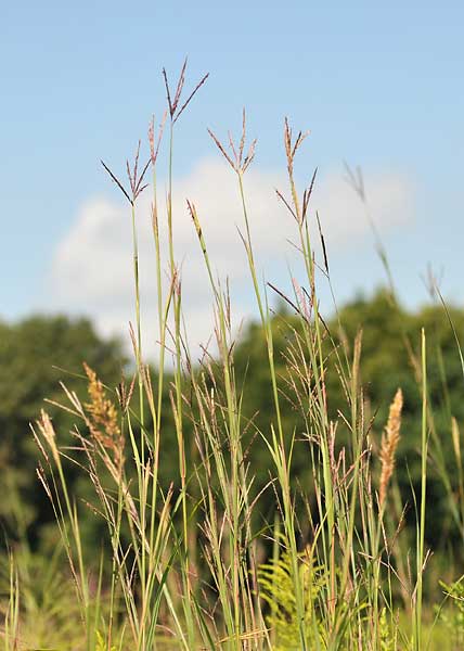 Big bluestem