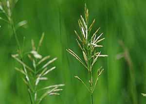 Smooth bromegrass