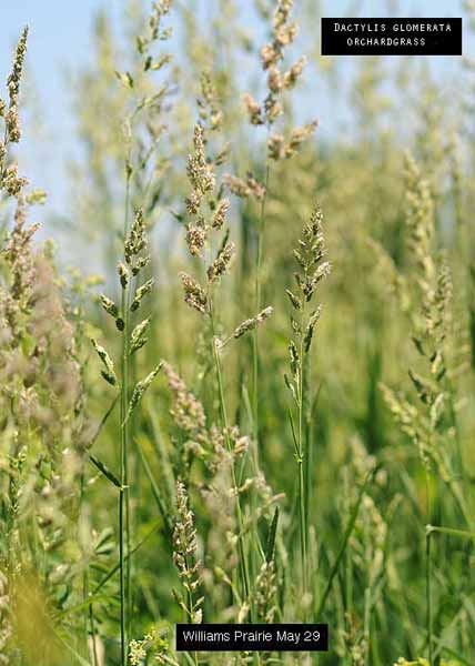 orchardgrass