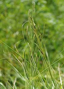 Cordgrass-1