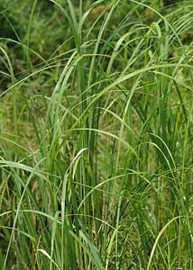 Cordgrass-2