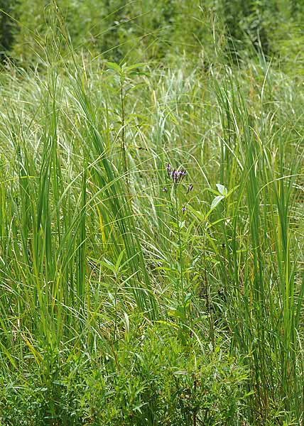 Cordgrass