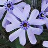 Cleft phlox