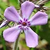 Cleft phlox