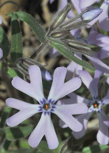 Cleft phlox-1