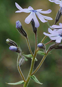 Cleft phlox-9