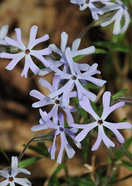 Cleft phlox