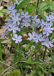 Wild blue phlox-1