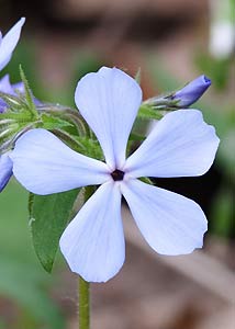 Wild blue phlox-2