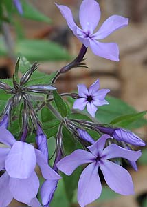 Wild blue phlox-3