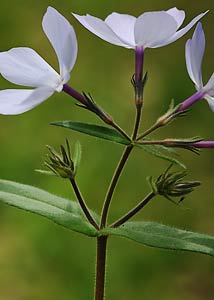 Wild blue phlox-4