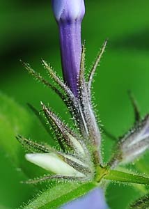 Wild blue phlox-5