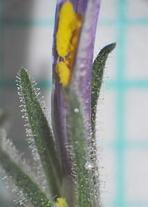 Wild blue phlox-6