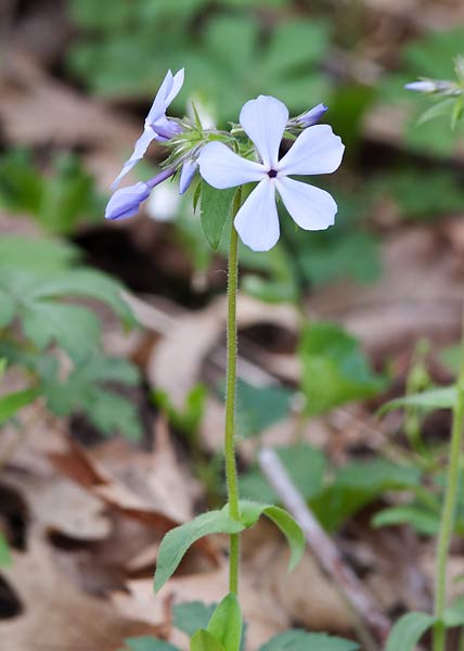 Wild blue phlox