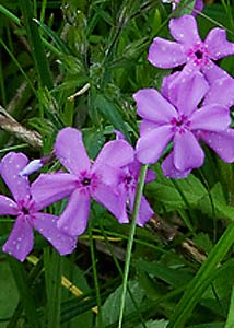 Downy phlox-1