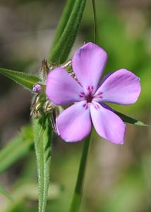 Downy phlox-9