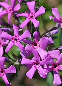 Downy phlox-2