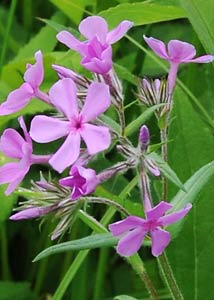 Downy phlox-3