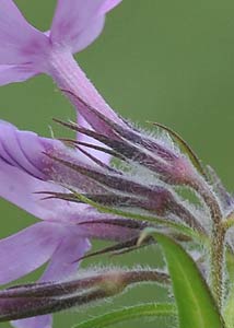 Downy phlox-5