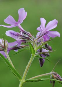 Downy phlox-8