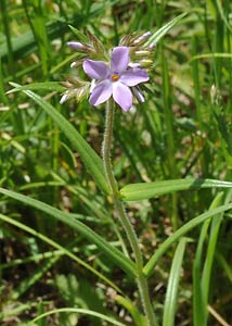 Downy phlox-9