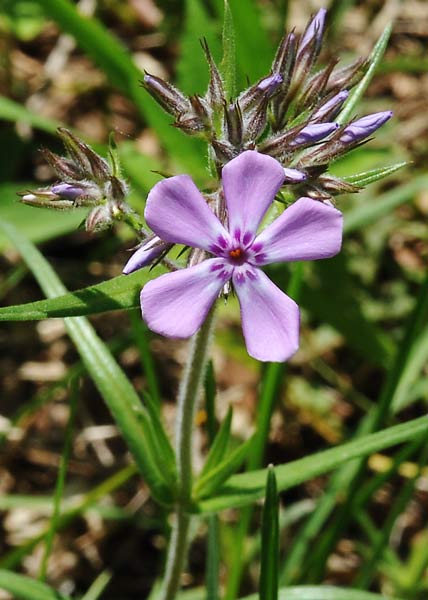 Downy phlox